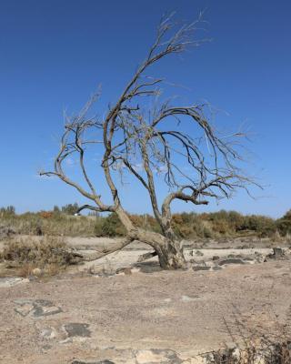 Dead tree at Azraq Wetland Reserve in Jordan