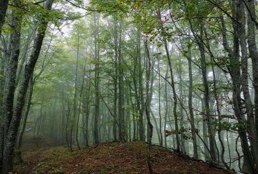 Forests are among the protected areas of Bosnia and Herzegovina. ©UNEP, 2019