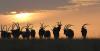 John's favourite photo, a memento of his time in Chad in 1971, depicts silhouettes of scimitar-horned oryx. 